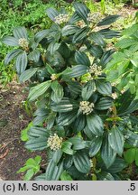 Viburnum davidi (kalina Davida)
