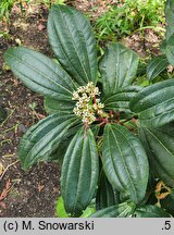Viburnum davidi (kalina Davida)