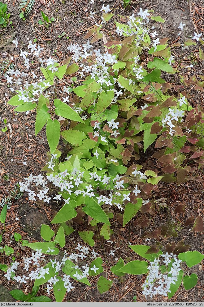 Epimedium stellulatum