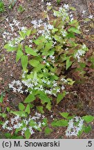 Epimedium stellulatum