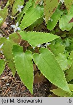 Epimedium stellulatum