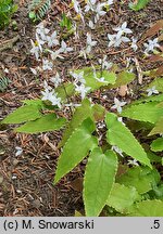 Epimedium stellulatum