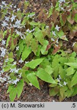 Epimedium stellulatum