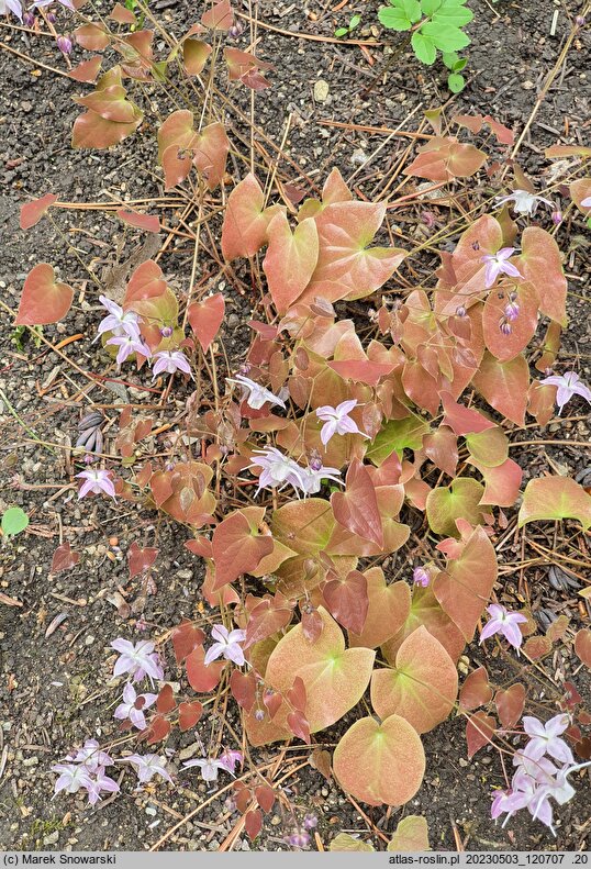 Epimedium ×youngianum Pink Star