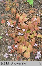 Epimedium ×youngianum Pink Star