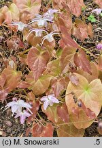 Epimedium ×youngianum Pink Star