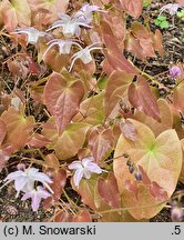 Epimedium ×youngianum Pink Star