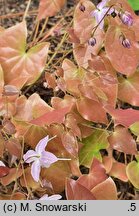 Epimedium ×youngianum Pink Star