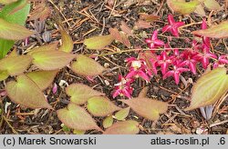 Epimedium alpinum (epimedium alpejskie)