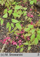 Epimedium alpinum (epimedium alpejskie)