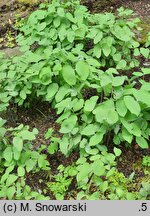 Jeffersonia diphylla (jeffersonia dwulistna)