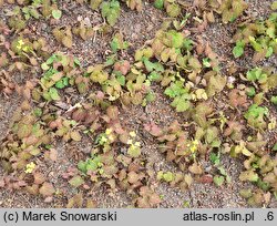 Epimedium perralderianum (epimedium Perraudiera)