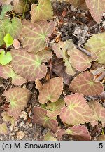 Epimedium perralderianum (epimedium Perraudiera)