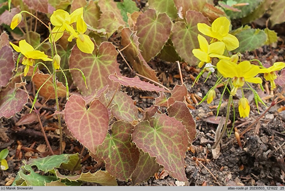 Epimedium perralderianum (epimedium Perraudiera)