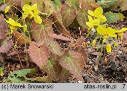 Epimedium perralderianum (epimedium Perraudiera)
