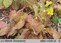 Epimedium perralderianum (epimedium Perraudiera)