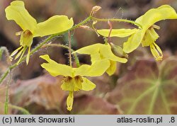 Epimedium perralderianum (epimedium Perraudiera)