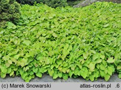 Epimedium pinnatum ssp. colchicum (epimedium pierzaste kolchidzkie)