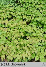 Epimedium ×warleyense Crange Konigin
