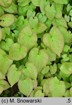 Epimedium ×warleyense Crange Konigin