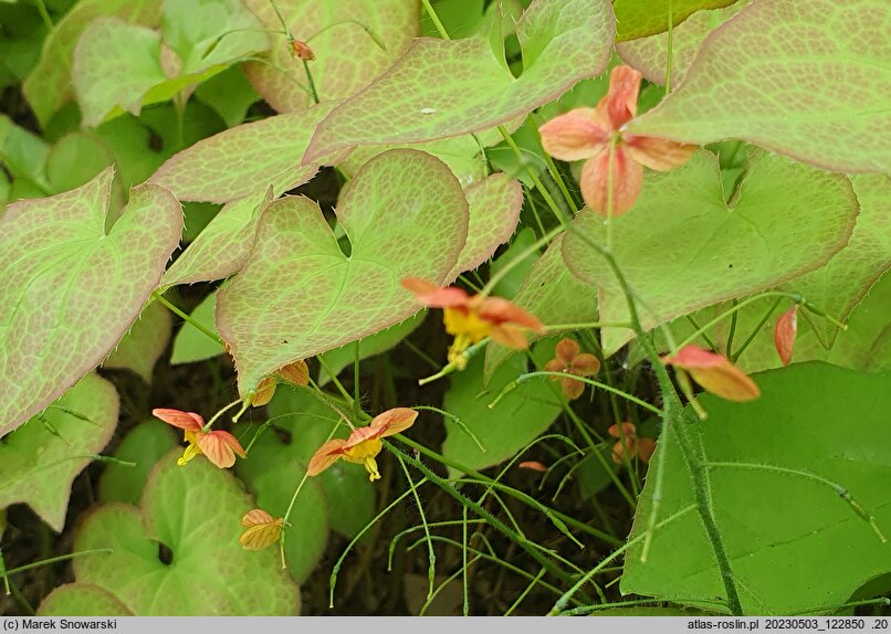 Epimedium ×warleyense Crange Konigin