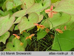 Epimedium ×warleyense Crange Konigin