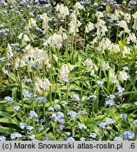 Hyacinthoides hispanica (hiacyntowiec hiszpański)
