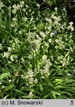 Hyacinthoides hispanica (hiacyntowiec hiszpański)