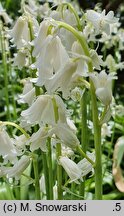 Hyacinthoides hispanica (hiacyntowiec hiszpański)