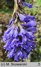 Wulfenia carinthiaca (wulfenia karyncka)