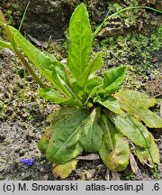 Wulfenia carinthiaca (wulfenia karyncka)