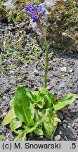 Wulfenia carinthiaca (wulfenia karyncka)