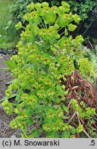 Euphorbia ×martini