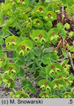 Euphorbia ×martini