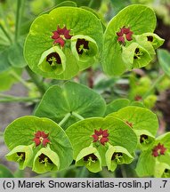 Euphorbia ×martini