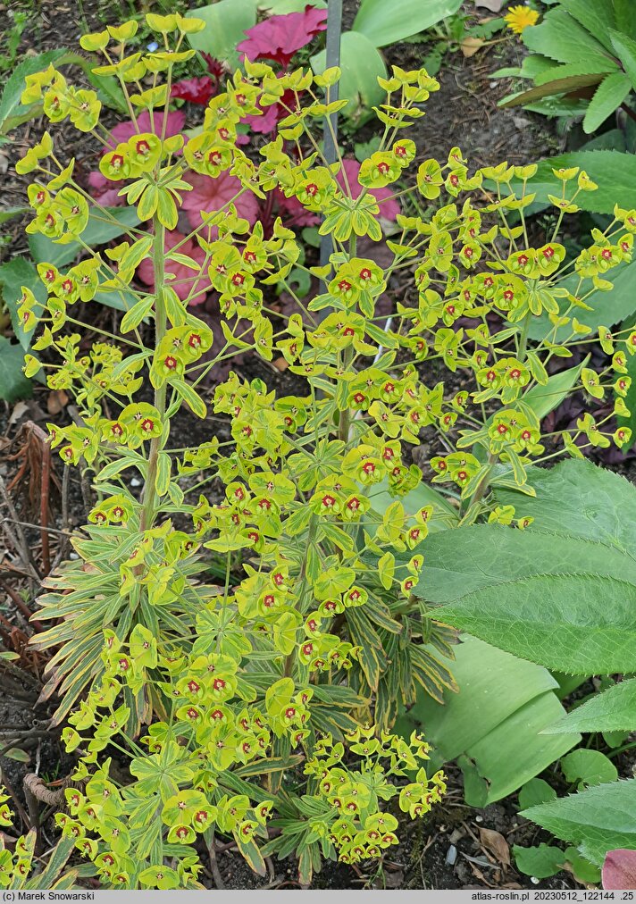 Euphorbia Ascot Rainbow