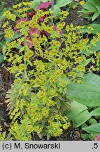 Euphorbia Ascot Rainbow