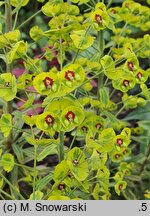 Euphorbia Ascot Rainbow