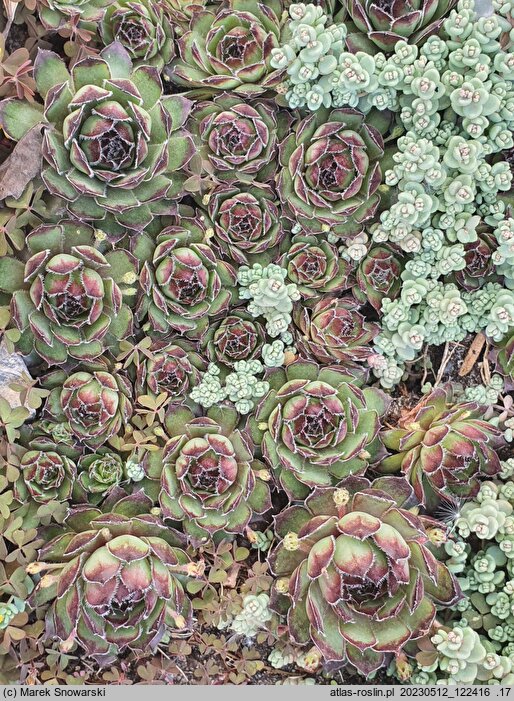 Sempervivum juretense