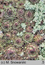 Sempervivum juretense