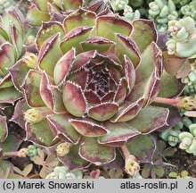 Sempervivum juretense