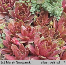 Sempervivum Topaz