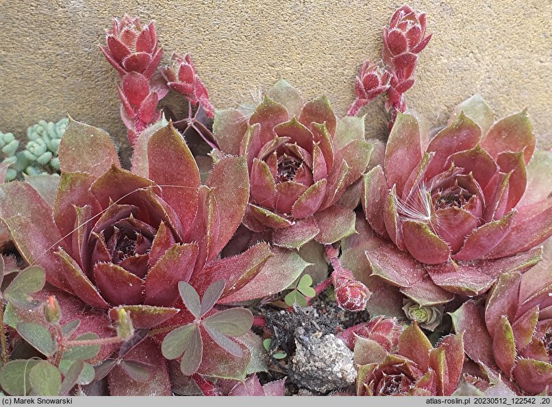 Sempervivum Topaz