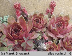 Sempervivum Topaz