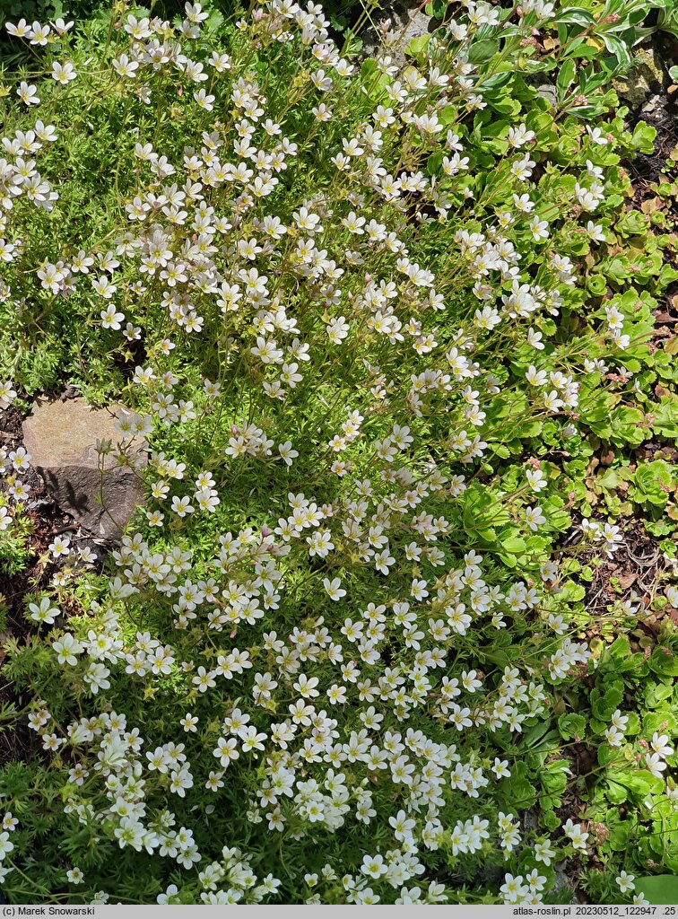 Saxifraga exarata (skalnica darniowa)