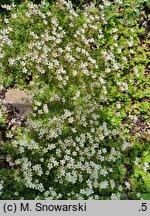 Saxifraga exarata (skalnica darniowa)