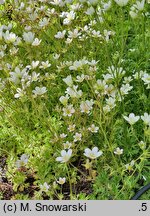 Saxifraga exarata (skalnica darniowa)