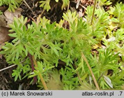 Saxifraga exarata (skalnica darniowa)