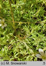 Saxifraga exarata (skalnica darniowa)