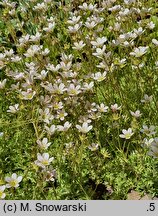 Saxifraga exarata (skalnica darniowa)